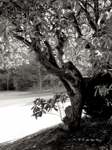 Bois des Moutiers (34) avril 2012